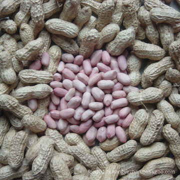 Luhua Blanched / Peanut Kernels Suppplier